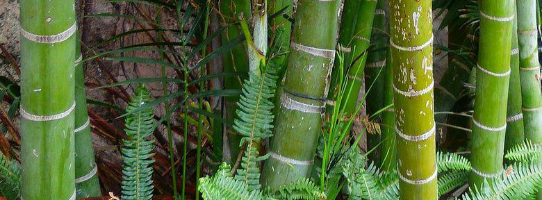 Plantation des bambous  Culture et entretien 